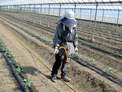 定植後は株元潅水で活着を促進。