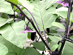 側枝は1花残しで摘芯。