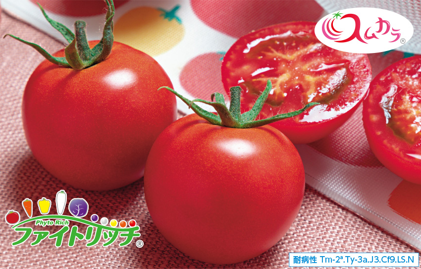 中玉トマト「TYフルティカSC」