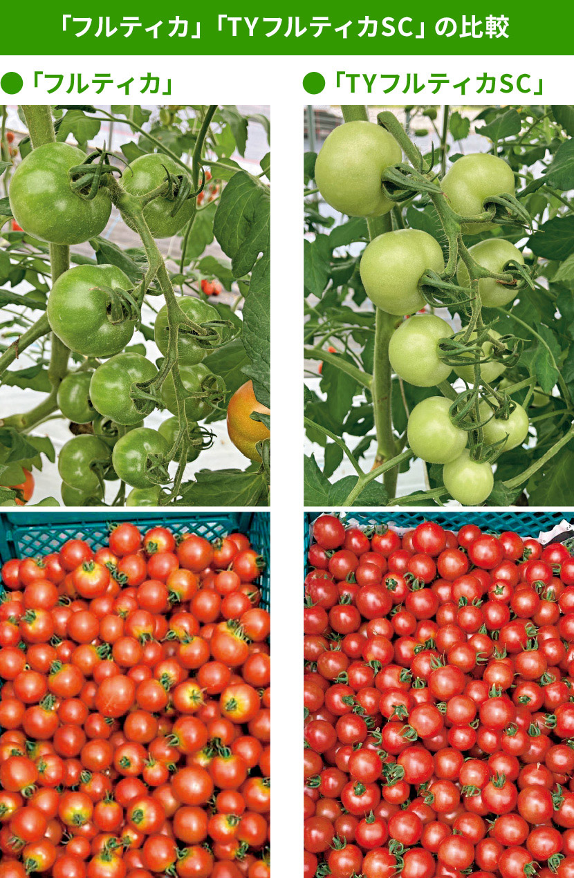 「フルティカ」「TYフルティカSC」の比較