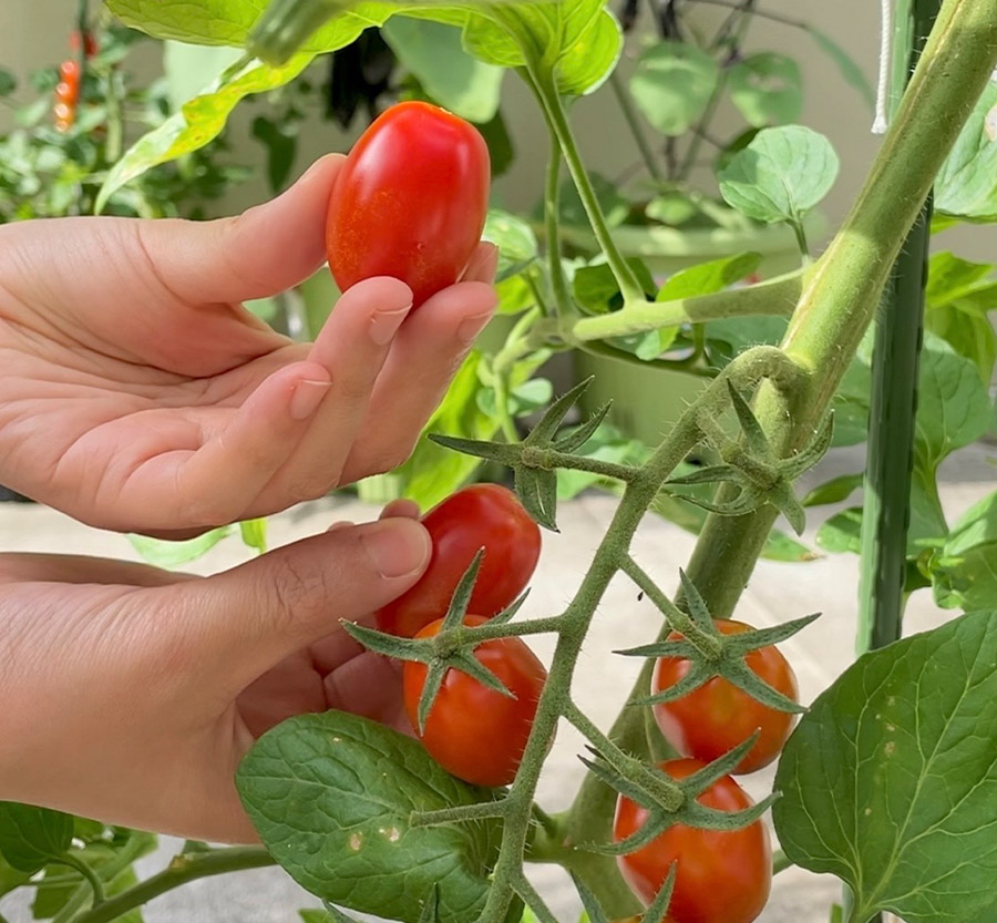 �w�^�������Ɏ��n���₷��