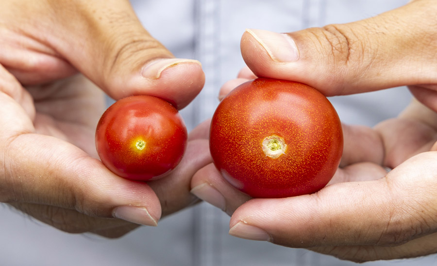 �ʏ�̃~�j�g�}�g�i�E�j���R���N���ƌĂ΂��w�^�̕����ڍ������ɂ߂ď�����