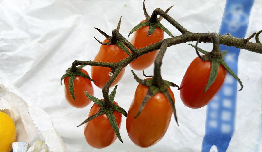 tokinokinenbi25����i8/9���e�j