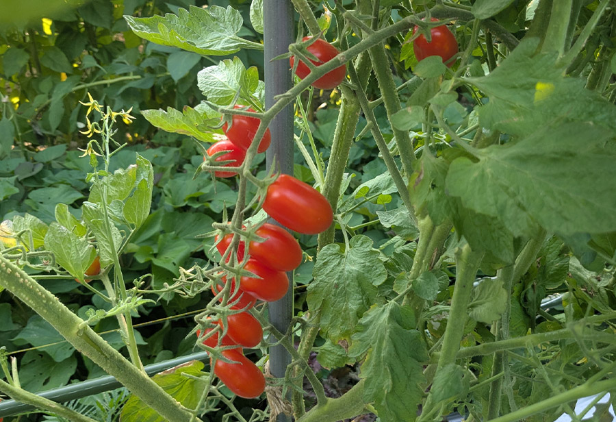 Nao����i8/3���e�j