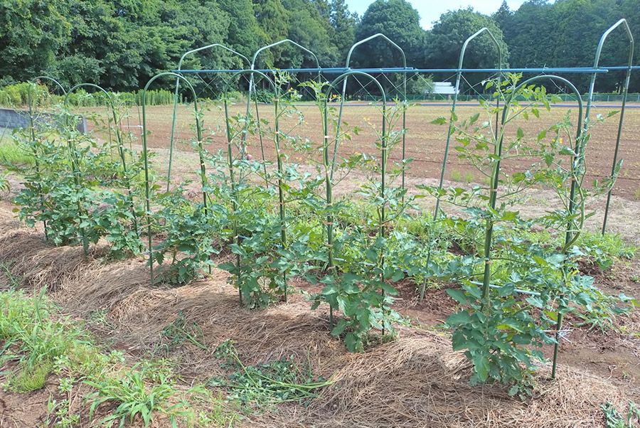 �q���X�L�[����i6/28���e�j