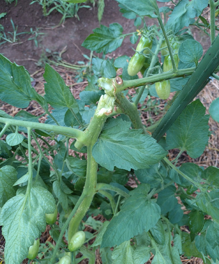 �q���X�L�[����i7/1���e�j