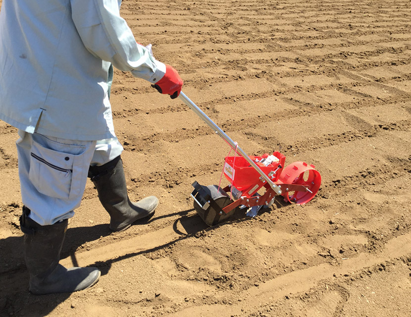 ネグサレセンチュウを抑制 花の咲かないマリーゴールド エバーグリーン 導入の効果 栽培技術 最前線web タキイ種苗