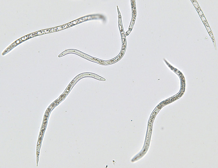 ネコブセンチュウの2期幼虫（写真：著者）