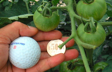 摘果は玉が500円玉〜ゴルフボール大になった時が目安。