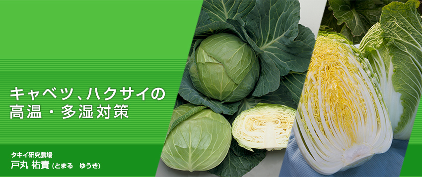 異常気象に強い品種選定と栽培技術 葉菜編 栽培技術 最前線web タキイ種苗