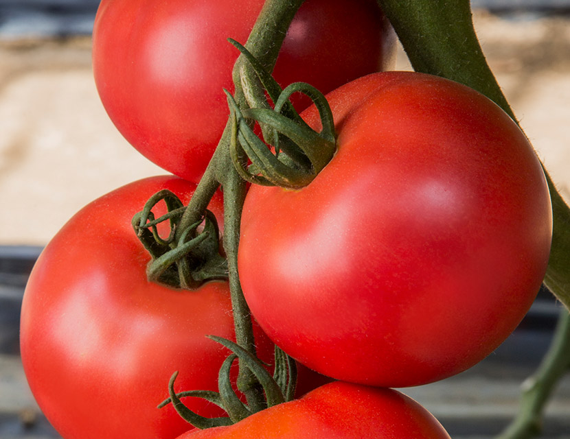 異常気象に強い品種選定と栽培技術 トマト編 | 品種ピックアップ | 最 