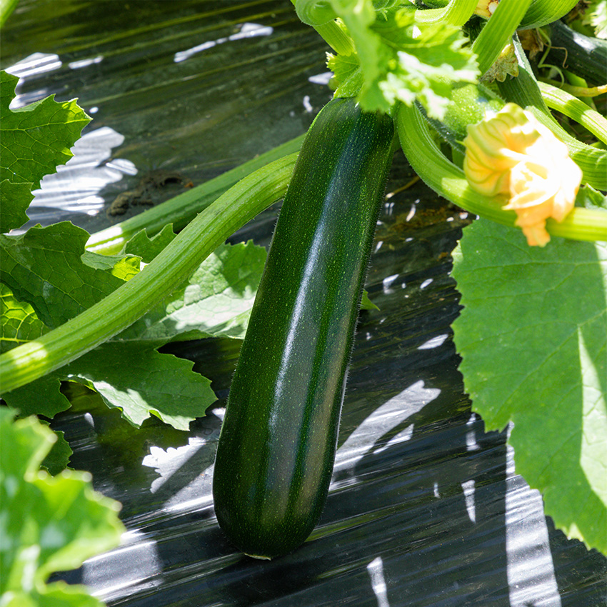 �Y�b�L�[�j