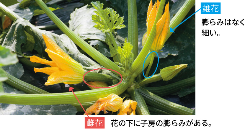 �Y�ԁF�c��݂͂Ȃ��ׂ��B/���ԁF�Ԃ̉��Ɏq�[�̖c��݂�����B