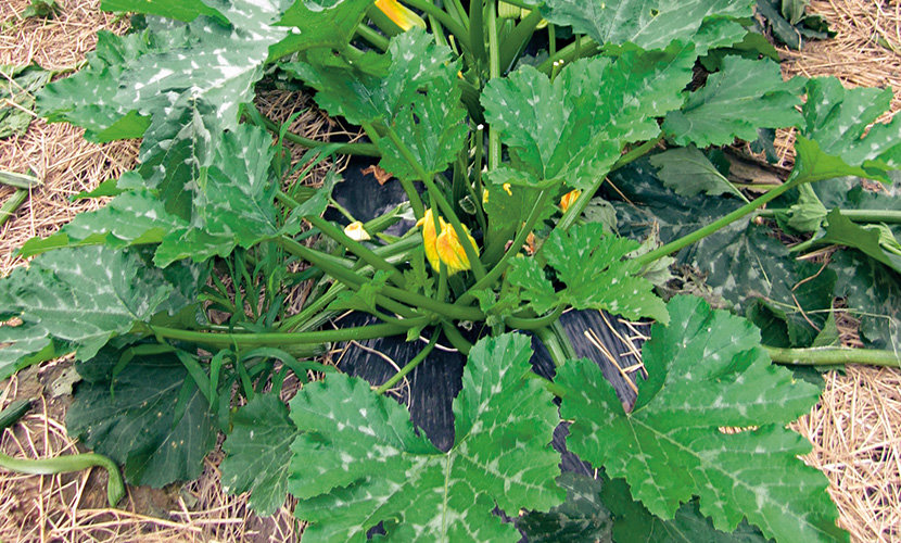 �͔|�����̗l�q�B