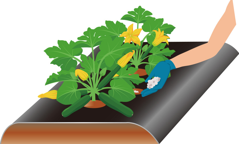 �ǔ�͊��ԂɃ`�b�\�����łPm2������Qg���x�{���B