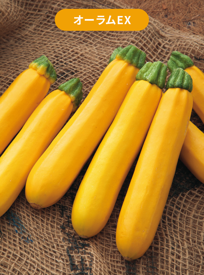 �I�[����EX