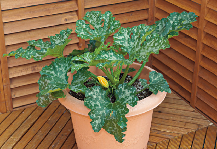 �v�����^�[�͔|