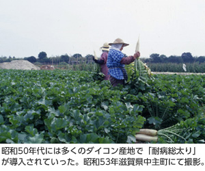 昭和50年代には多くのダイコン産地で「耐病総太り」が導入されていった。昭和53年滋賀県中主町にて撮影。