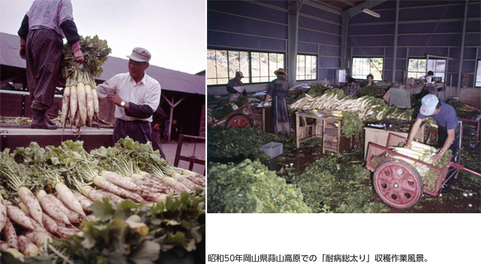 昭和50年岡山県蒜山高原での「耐病総太り」収穫作業風景。