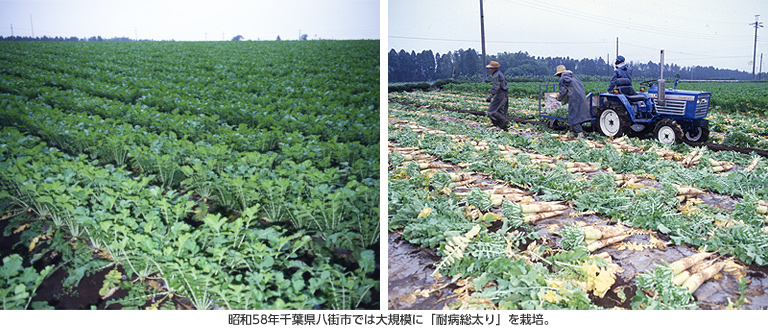昭和58年千葉県八街市では大規模に「耐病総太り」を栽培。