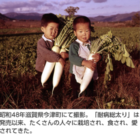 昭和48年滋賀県今津町にて撮影。「耐病総太り」は発売以来、たくさんの人々に栽培され、食され、愛されてきた。