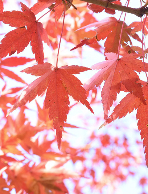 京都の隠れた紅葉スポット。お気に入りの1枚を撮影してみては。