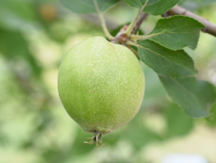 ニュートンのリンゴ。万有引力の法則を発見するきっかけになったニュートンの生家にあった原木の接ぎ木。平成20年に東京・小石川植物園から寄贈された。