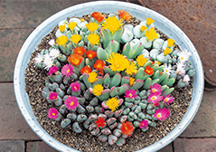 コノフィツム属 
花が美しく、花色もバリエーション豊富。