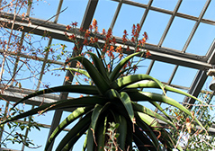 アロエ属
観覧温室内・砂漠サバンナ室で「アロエワオンベ」が開花しているところ。