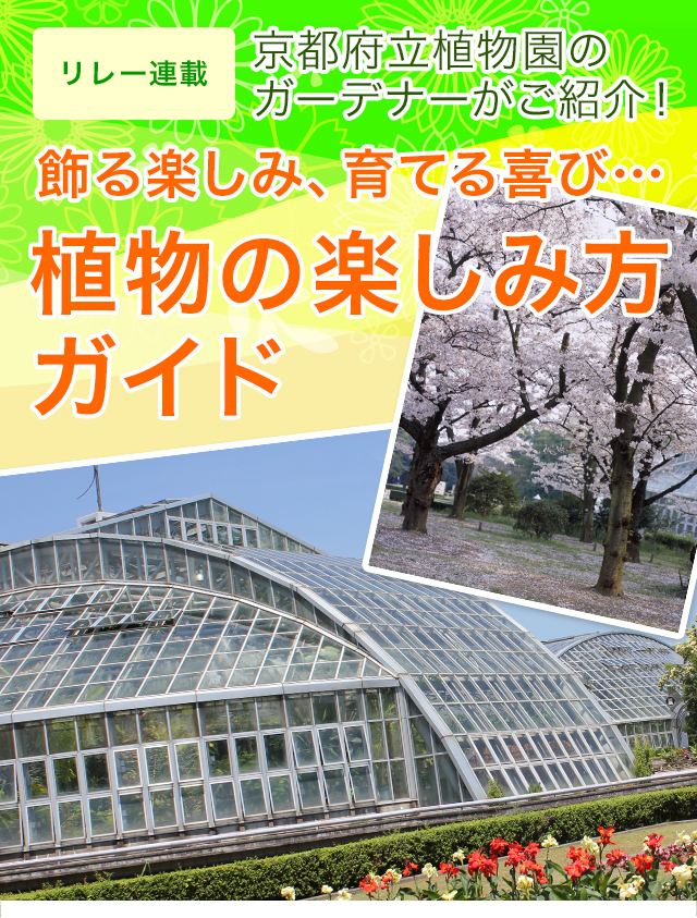 リレー連載 京都府立植物園のガーデナーがご紹介！ 飾る楽しみ、育てる喜び… 植物の楽しみ方ガイド