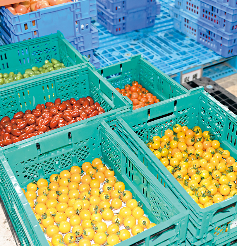 �ԁA�I�����W�A�C�G���[�A�����ăO���[���B�J���t���ȍʂ�̃~�j�g�}�g���͔|�B