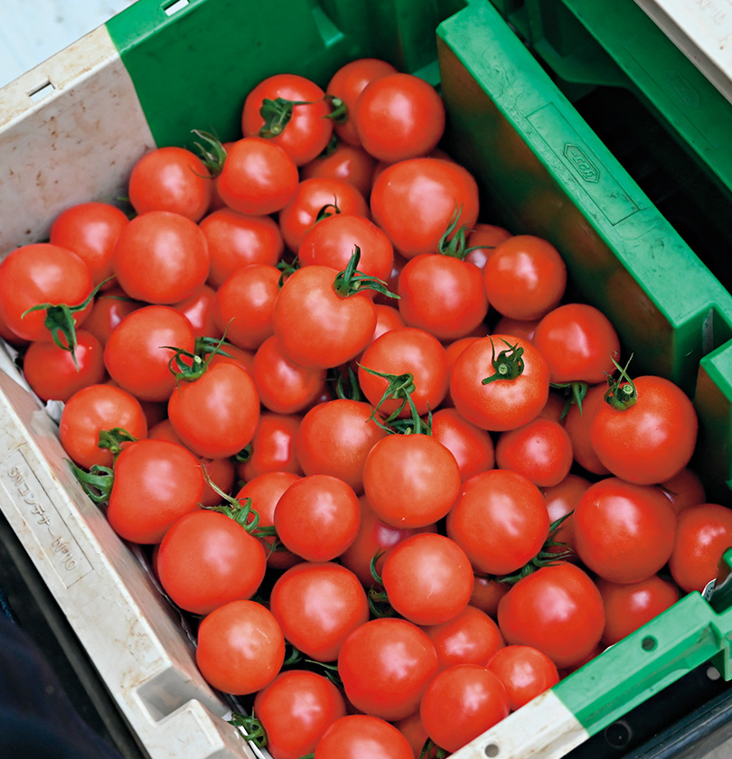 �@�\���������R�s����L�x�Ɋ܂ޒ��ʃg�}�g�u�t���e�B�J�v���͔|�B