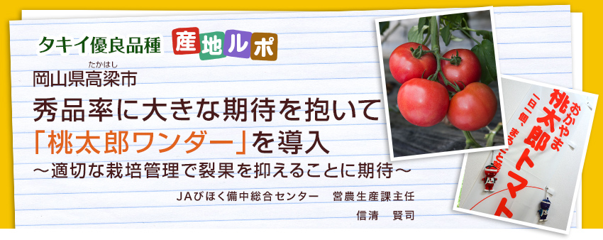岡山県高梁市秀品率に大きな期待を抱いて「桃太郎ワンダー」を導入〜適切な栽培管理で裂果を抑えることに期待〜