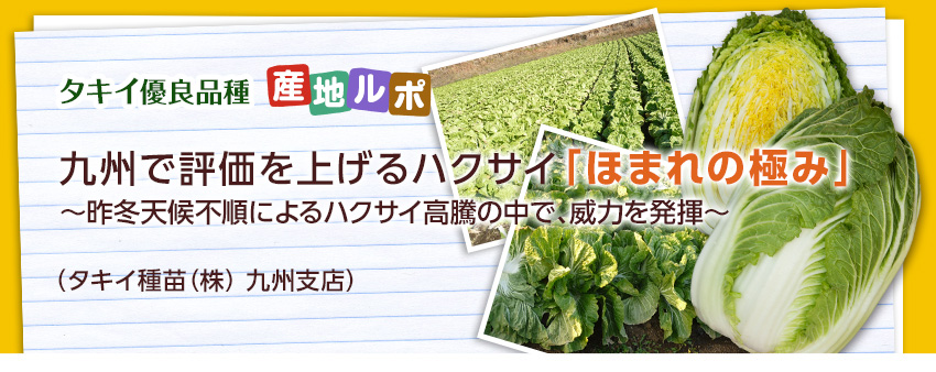 九州で評価を上げるハクサイ「ほまれの極み」 | 産地ルポ | 最前線WEB - タキイ種苗