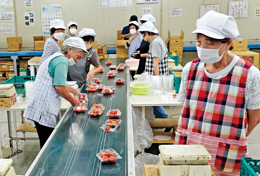 ���ʃg�}�g�͋@�B�ɂ��I�ʂ��ł��Ȃ����߁A���ׂĎ��ƂőI�ʁA�p�b�L���O���s���B