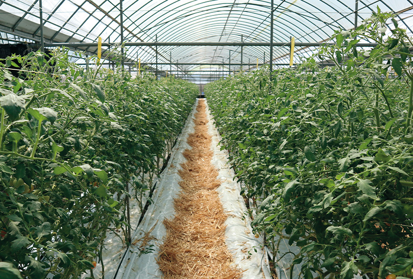 �uTY�t���e�B�JSC�v�𓱓����A�g�}�g�����t���a�̔������}�����Ă����B