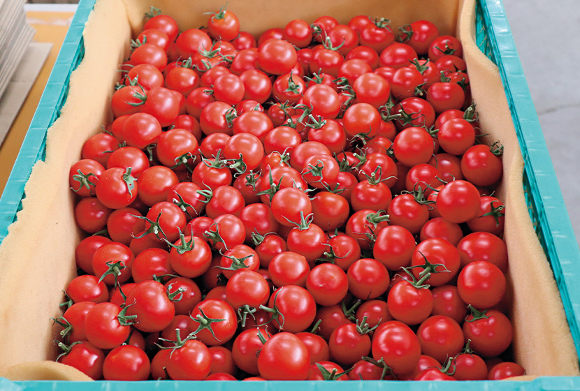 JA�ӂ����������Ǔ��Ŏ��n���ꂽ�uTY�t���e�B�JSC�v�B���ωʂ̔��������Ȃ��A���ʑ������҂ł���B