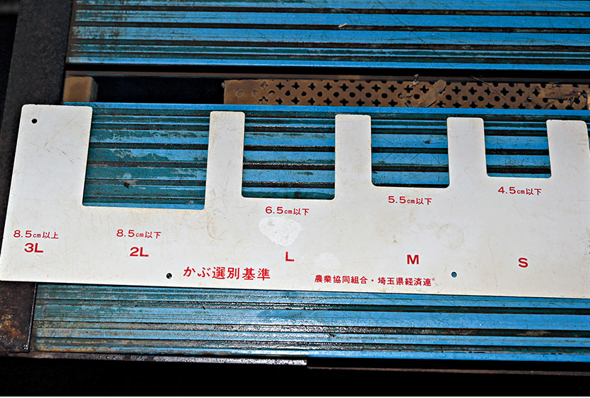 カブの選別基準。Lサイズ以下は5玉、2〜3Lは3玉で結束して出荷している。
