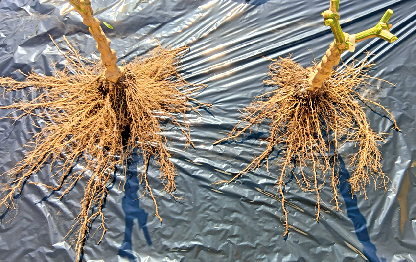 �u�O�����o�M�[�v�i���j�Ɓu�䏕�v�i�E�j�̍��i2024�N11��6���@���蒲���j