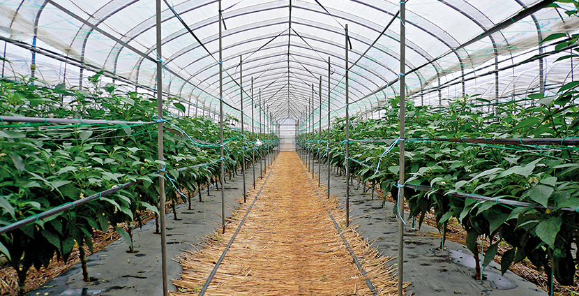 �R���~�j�n�E�X�B