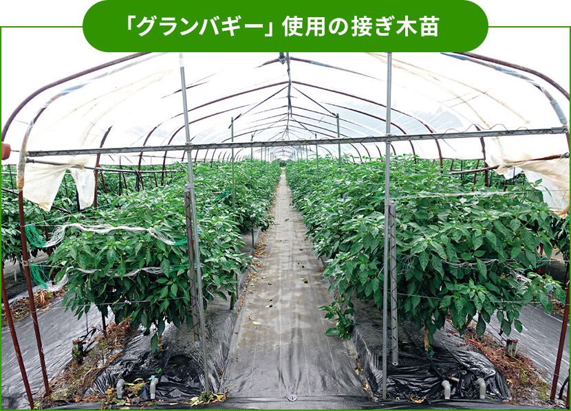 �u�O�����o�M�[�v�g�p�̐ڂ��ؕc