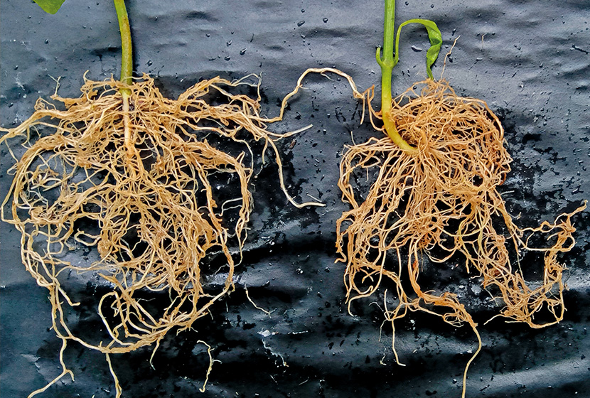 �ڂ��ؕc(�u�O�����o�M�[�v�F��)�Ǝ�����2025�N�R��13����A�c�̔�r�B