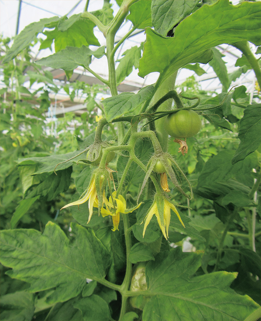 uYuCgv̎̂悢ԂĊJԂĂB