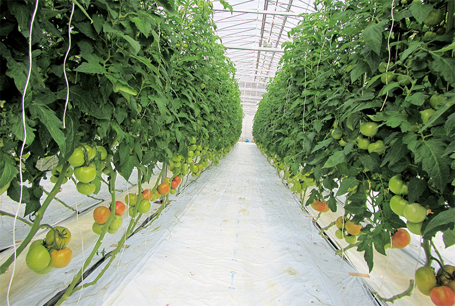 ꂢɊǗꂽtg}g͔|nEX̖ʐς2,160m2BɔēV䊷C{JCdlő傫JB΍Ƃď㕔̊J̃lbg2016N0.4mmڍ}nilbgɕύXB̂߃RiW~΍OꂵčsB