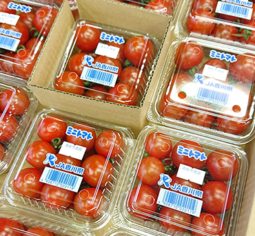 きれいにパック詰めされたミニトマト。そろいのよい「TY千果」は選果作業もやりやすい。