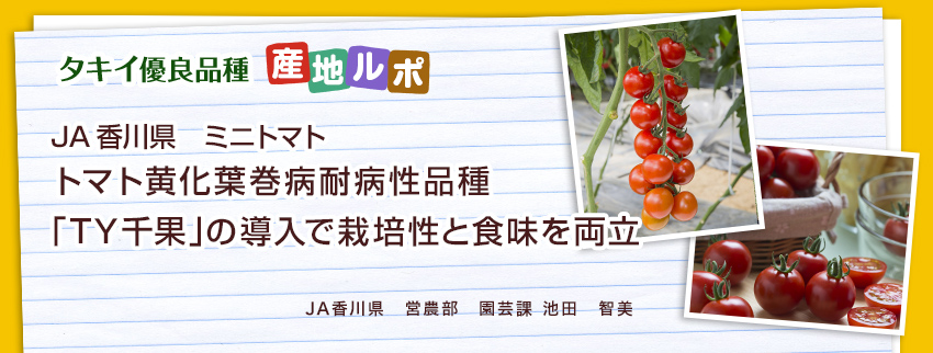 JA香川 トマト黄化葉巻病耐病性「TY千果」の導入で栽培性と食味を両立