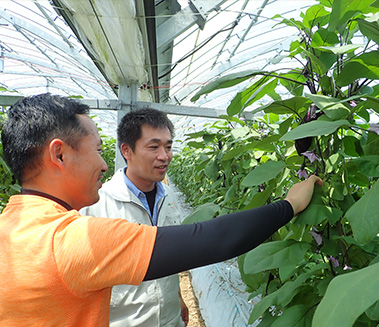 歴史が古く栽培技術が高いＪＡ熊本市。営農センターの野田さんも「ＰＣ筑陽」のデータ収集に余念がない。