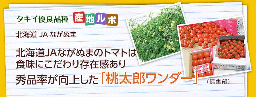 北海道JAながぬまのトマトは食味にこだわり存在感あり秀品率が向上した「桃太郎ワンダー」