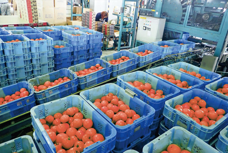 北海道JAながぬまのトマトは食味にこだわり存在感あり秀品率が向上した「桃太郎ワンダー」 | 産地ルポ | 最前線WEB - タキイ種苗