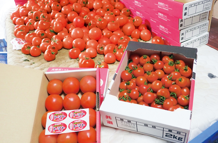 川原さんの大玉「ファイト」と中玉「フルティカ」の高糖度トマト。川原さんと水岡さん高糖度トマト出荷用にケースは別途デザインされている。